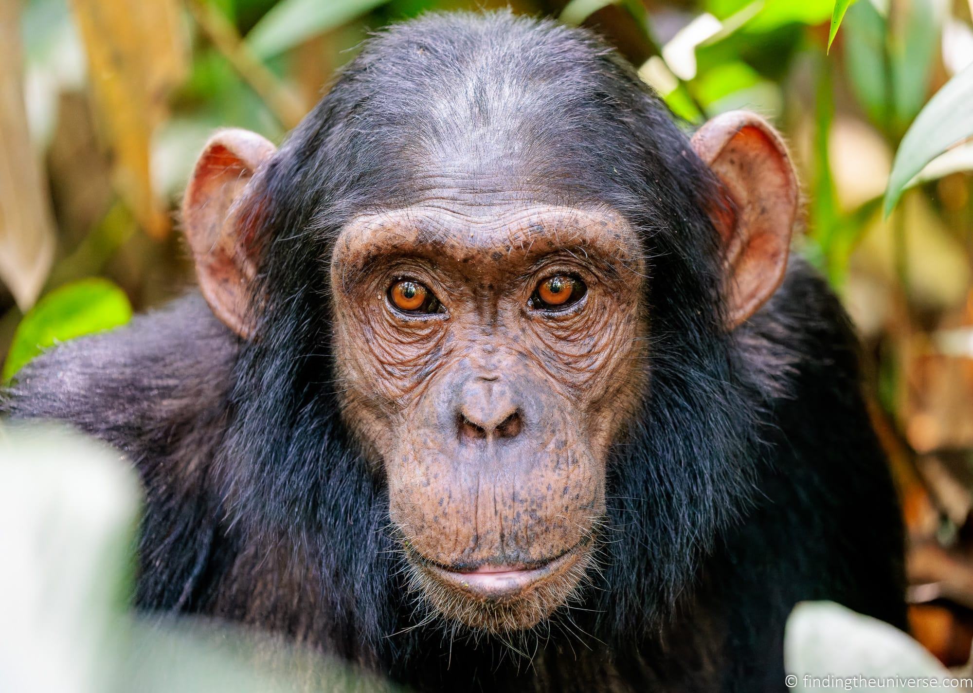 5 Days Rwanda Chimpanzee And Gorilla Safari