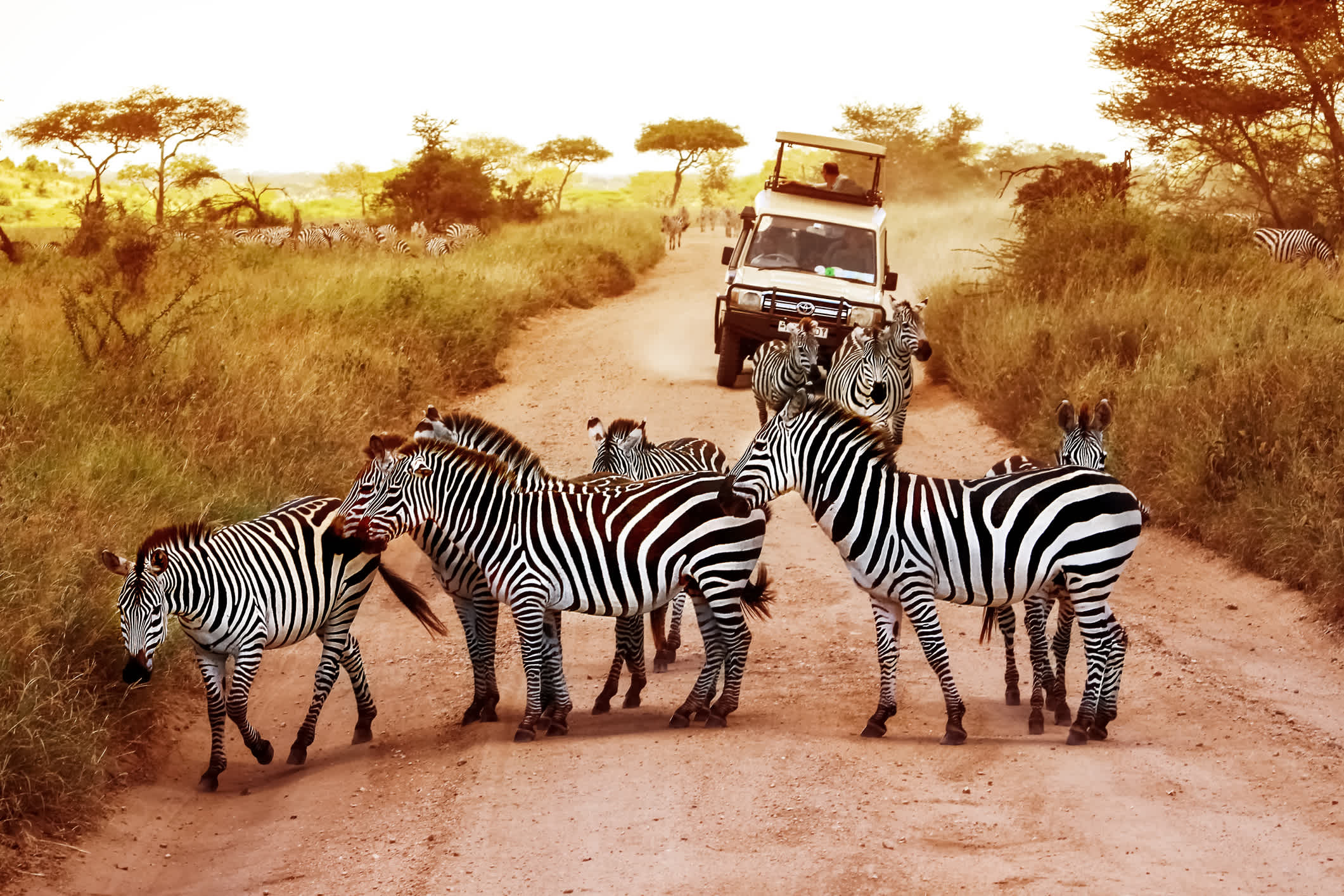 Mbuni African Safaris