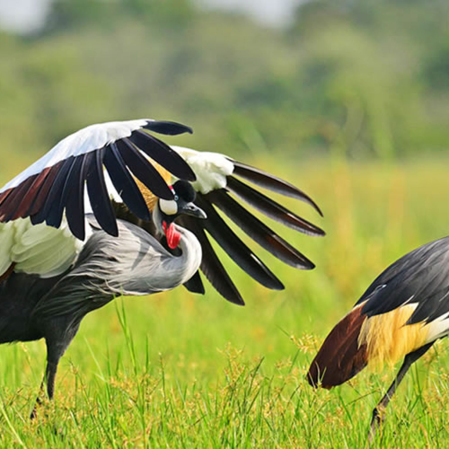 birding-spots-in-Uganda